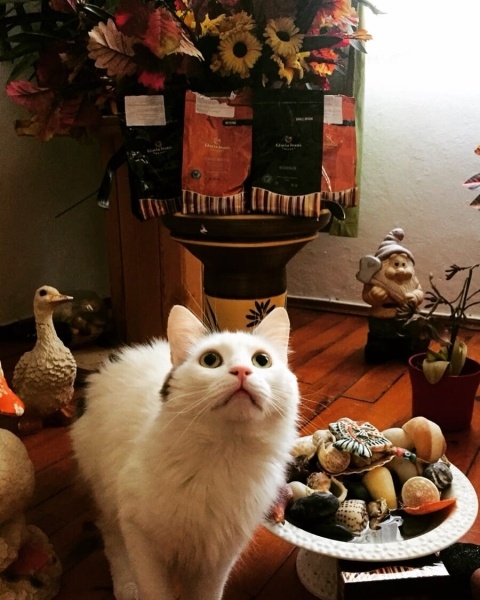 Ankara Kedisi, Kedi  ŞARAP fotoğrafı