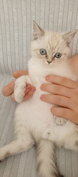 British Longhair, Kedi  Pamuk fotoğrafı
