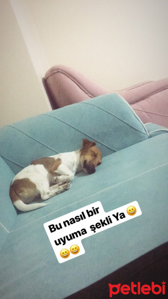 Jack Russell Terrier, Köpek  Şanslı fotoğrafı