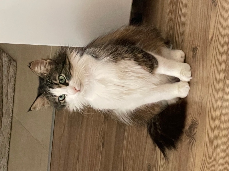 Norwegian Forest, Kedi  Yaren fotoğrafı