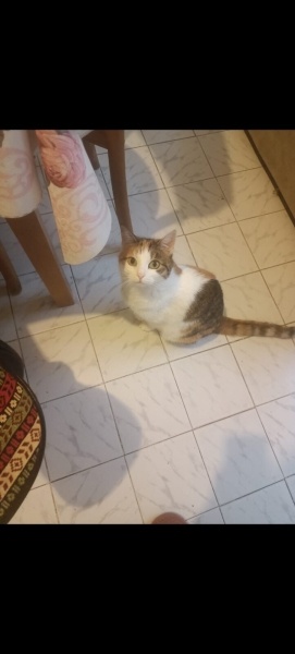 Tekir Kedi, Kedi  şurup fotoğrafı