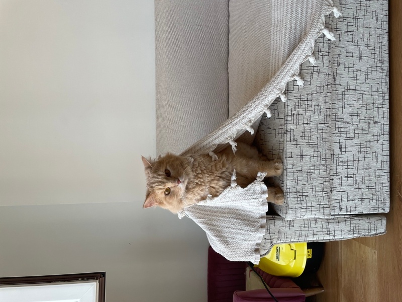 Sarman, Kedi  Portibon fotoğrafı