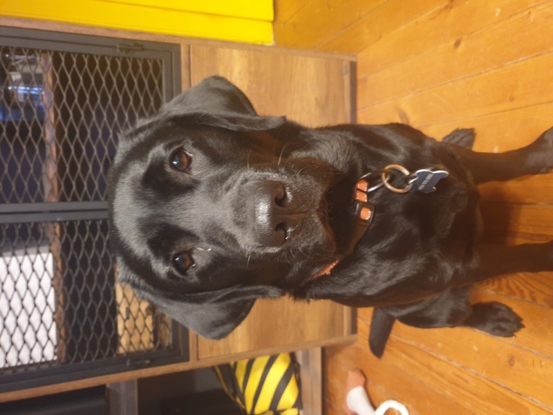 Labrador Retriever, Köpek  Noxy fotoğrafı