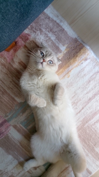Scottish Fold, Kedi  Sütlaç fotoğrafı