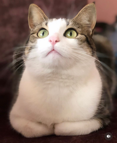 Tekir Kedi, Kedi  Sakız fotoğrafı