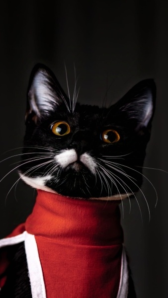 Tuxedo (Smokin) Kedi, Kedi  NiçeSu fotoğrafı