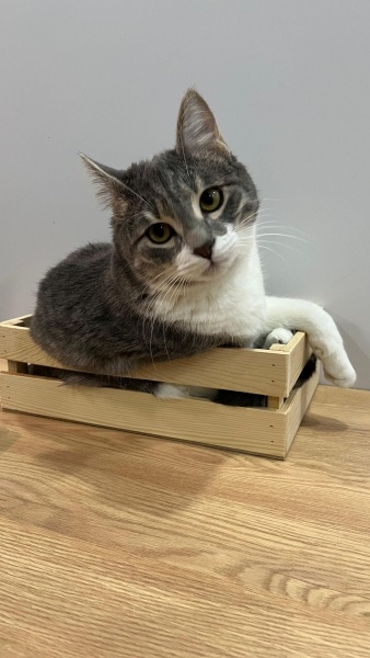 Tekir Kedi, Kedi  Mimi fotoğrafı