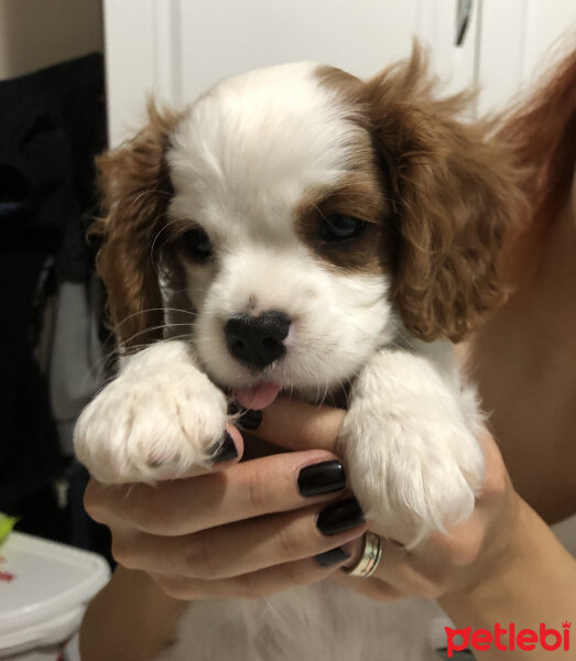 Cavalier King Charles Spanieli, Köpek  Milka fotoğrafı