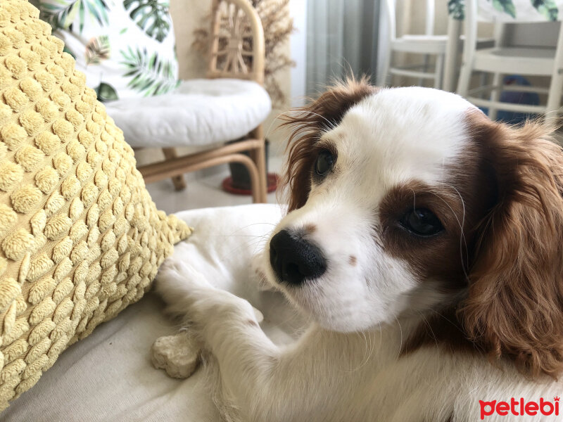 Cavalier King Charles Spanieli, Köpek  Milka fotoğrafı