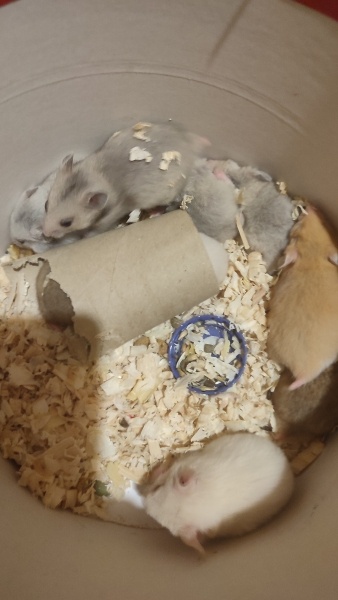 Hamster, Kemirgen  Suriye Hamster fotoğrafı