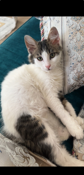 Tekir Kedi, Kedi  Mina fotoğrafı