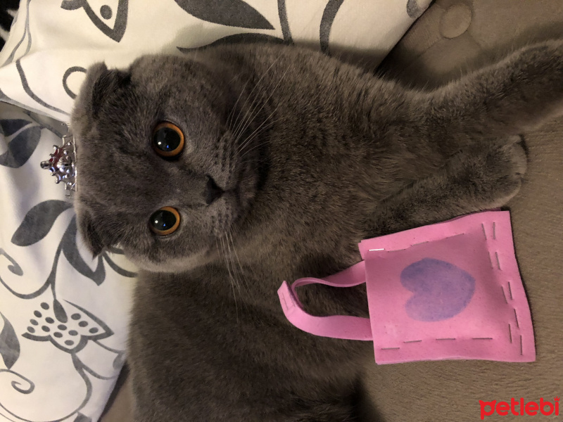 Scottish Fold, Kedi  Mia fotoğrafı