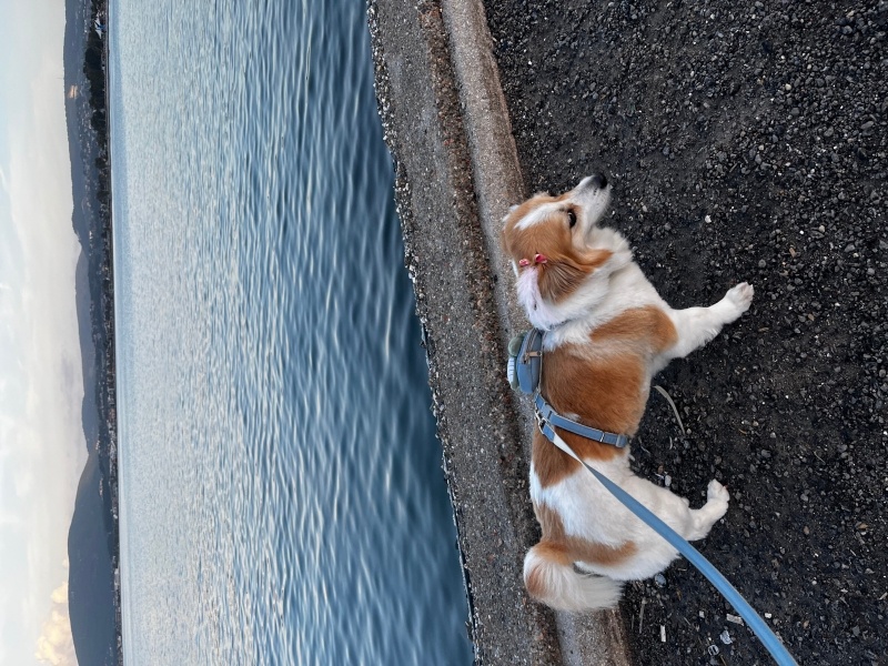 Cardigan Welsh Corgi, Köpek  Mila fotoğrafı