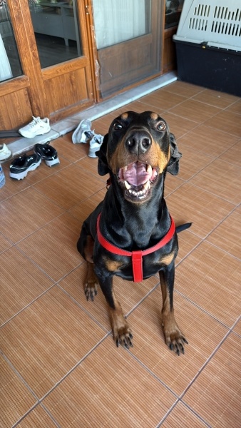 Doberman Pinscher, Köpek  Tyson fotoğrafı