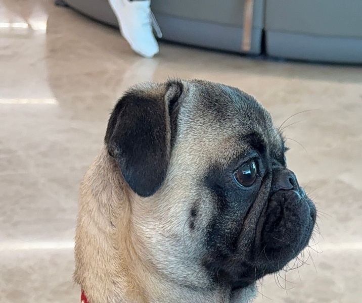 Pug, Köpek  Chico fotoğrafı