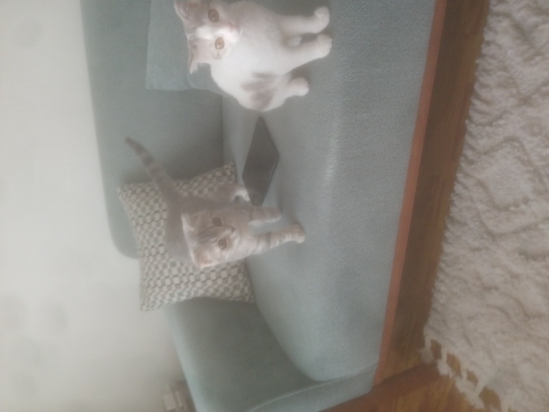 Scottish Fold, Kedi  Yaramaz fotoğrafı