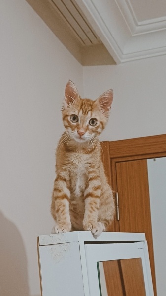 Sarman, Kedi  Şans fotoğrafı