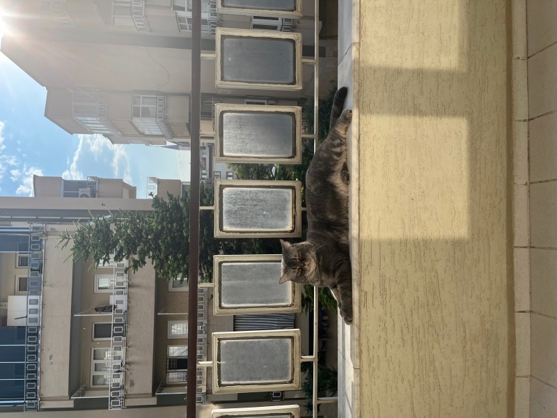 British Shorthair, Kedi  Sinaps fotoğrafı