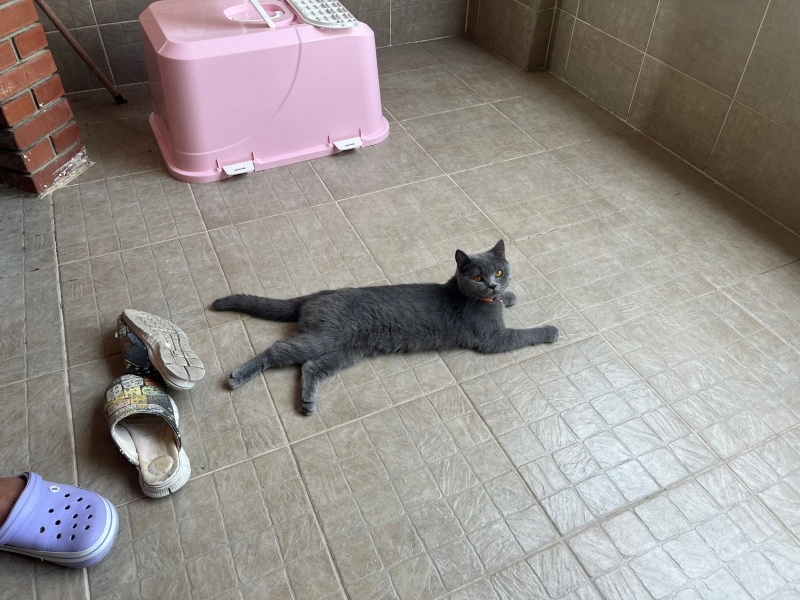 British Shorthair, Kedi  Sepsis fotoğrafı