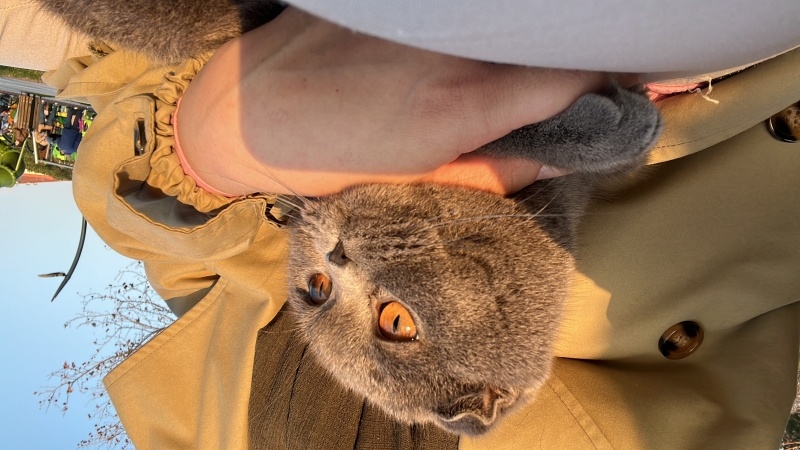 Scottish Fold, Kedi  Luna fotoğrafı