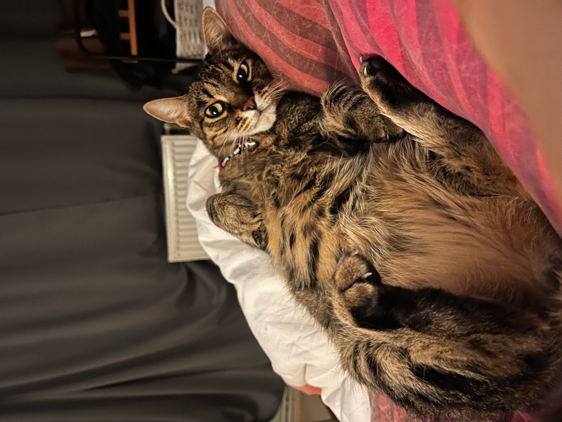 Tekir Kedi, Kedi  Poncik fotoğrafı