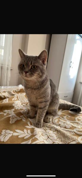 British Shorthair, Kedi  Rio fotoğrafı