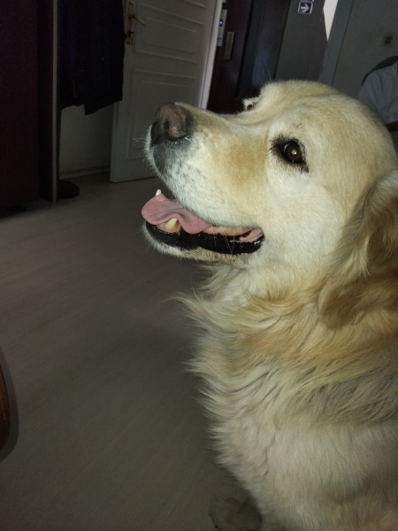 Golden Retriever, Köpek  Trump fotoğrafı