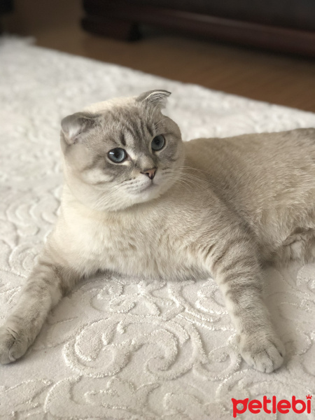 Scottish Fold, Kedi  Herkül fotoğrafı