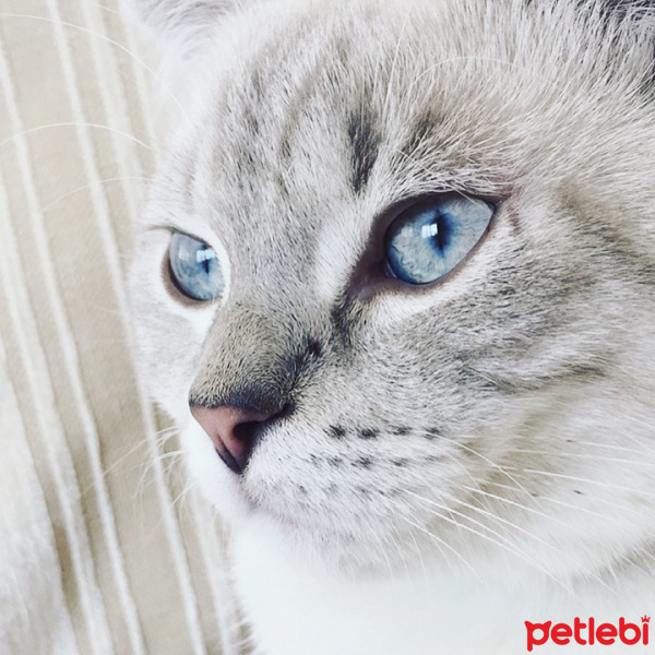 Scottish Fold, Kedi  Herkül fotoğrafı