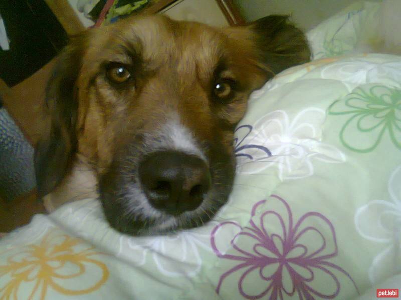 Golden Retriever, Köpek  Patates fotoğrafı