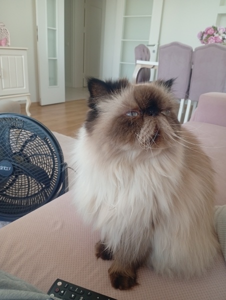 Chinchilla, Kedi  Cia fotoğrafı