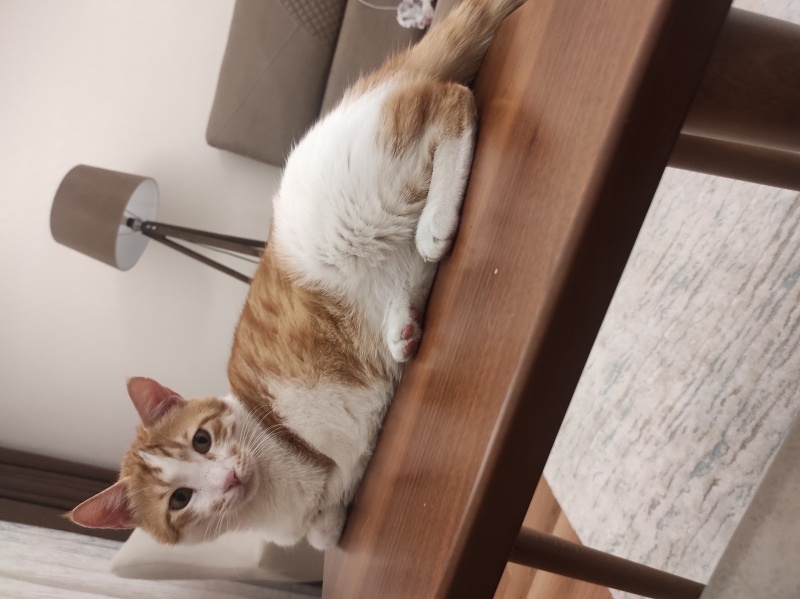 Sarman, Kedi  Müezza fotoğrafı