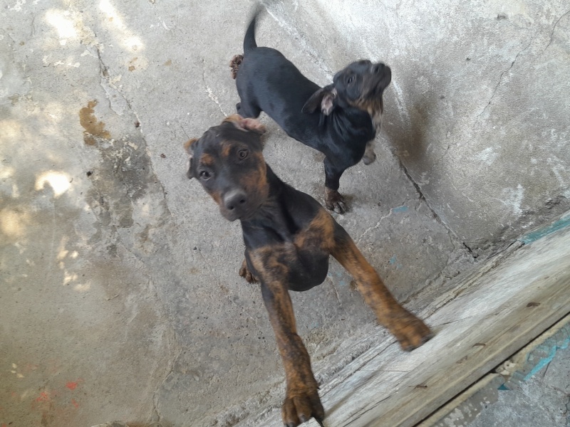 Labrador Retriever, Köpek  Adsız fotoğrafı