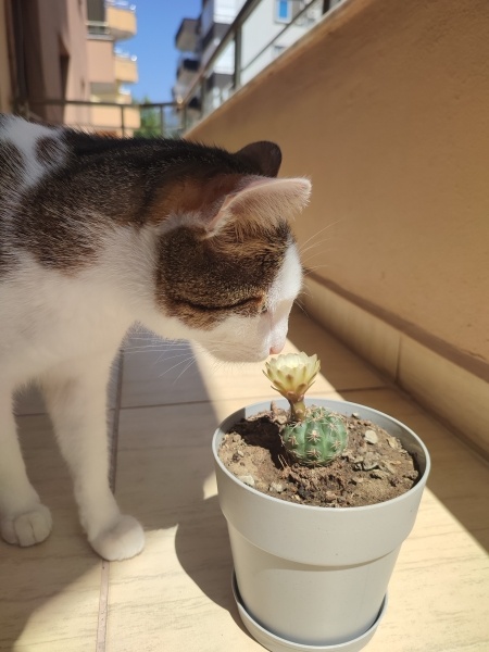 Tekir Kedi, Kedi  Ceviz fotoğrafı
