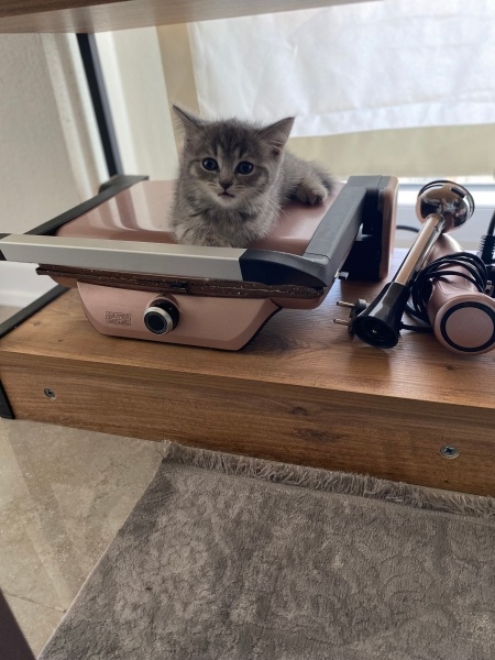 British Shorthair, Kedi  Sirius fotoğrafı
