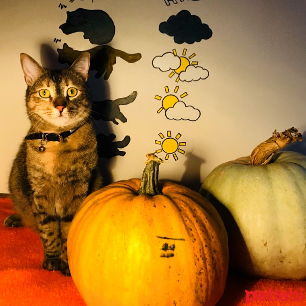 Tekir Kedi, Kedi  Fişkiye  fotoğrafı