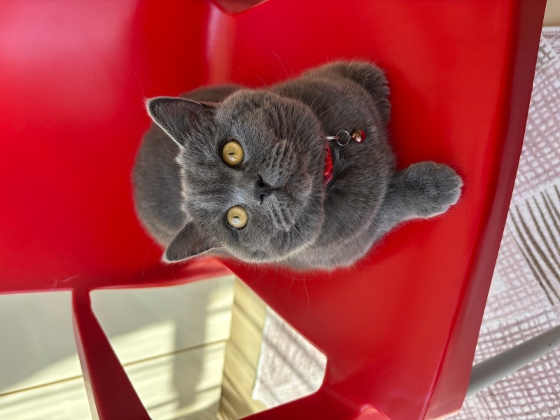 British Shorthair, Kedi  Duman fotoğrafı
