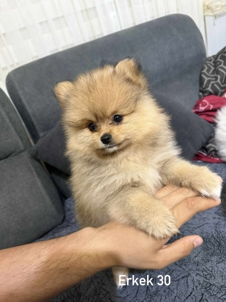 Pomeranyalı, Köpek  Yavru köpeğimiz fotoğrafı