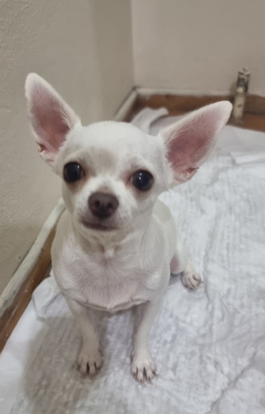 Chihuahua, Köpek  Kartopu fotoğrafı