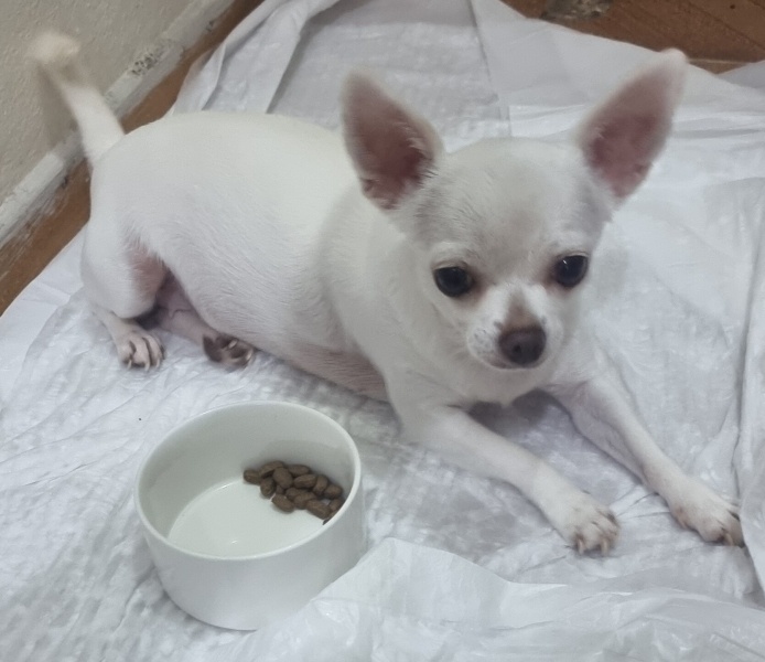 Chihuahua, Köpek  Kartopu fotoğrafı