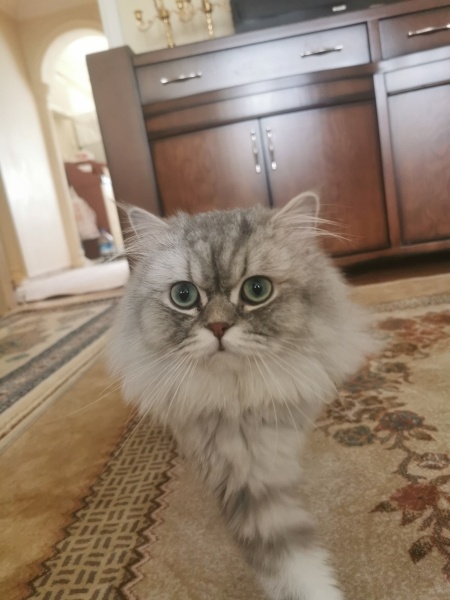 British Longhair, Kedi  Pıtırcık fotoğrafı