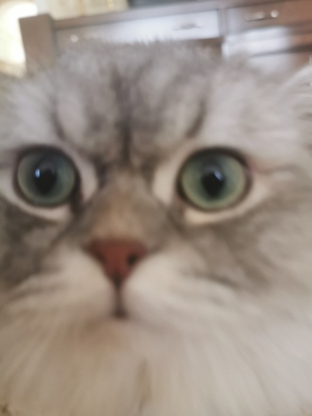 British Longhair, Kedi  Pıtırcık fotoğrafı