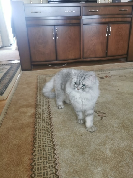 British Longhair, Kedi  Pıtırcık fotoğrafı
