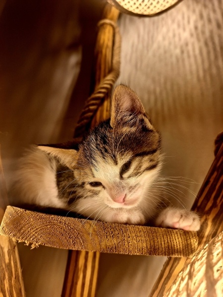 Tekir Kedi, Kedi  Mira fotoğrafı