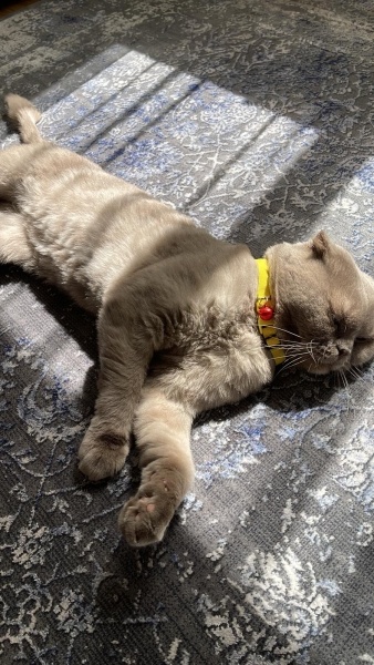 Scottish Fold, Kedi  Şerbet fotoğrafı