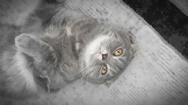 Scottish Fold, Kedi  STAR fotoğrafı