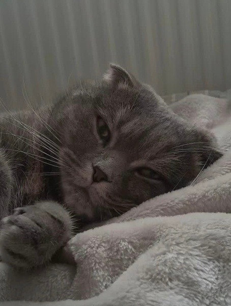 Scottish Fold, Kedi  STAR fotoğrafı
