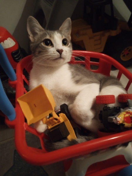 British Shorthair, Kedi  Duman fotoğrafı