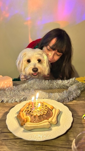 Maltese, Köpek  Limon fotoğrafı