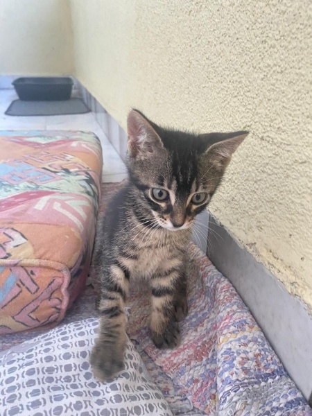 Tekir Kedi, Kedi  Karam fotoğrafı